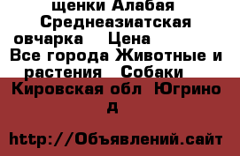 щенки Алабая (Среднеазиатская овчарка) › Цена ­ 15 000 - Все города Животные и растения » Собаки   . Кировская обл.,Югрино д.